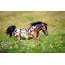 Appaloosa Pony  Breeds Barnyard Animals Shetland