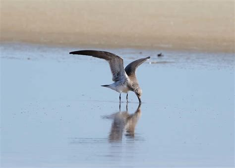 Seagull Fort Desoto Park St Petersburg Florida Usa David Conley Flickr