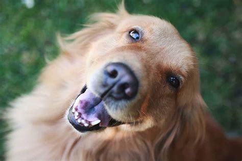 Do Golden Retrievers Make Good Guard Dogs 7 Best Practices
