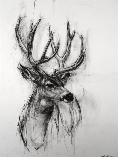 Mule Deer Buck Charcoal Art Charcole Drawings Deer Drawing