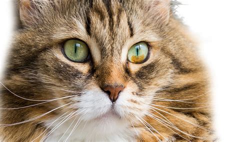 Brown Spots Iris Melanosis In Cats Eye Cat World