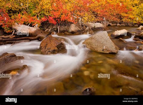 Underbrush Displays Vibrant Fall Color Along The Banks Of Bishop Creek