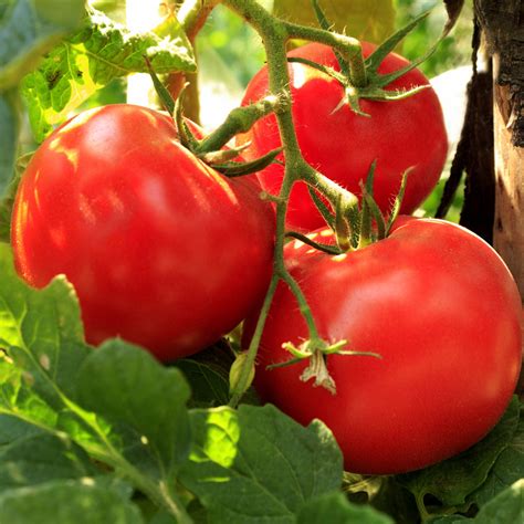 Buy Tomato Legend Organic Seeds Determinate Organic Gardening