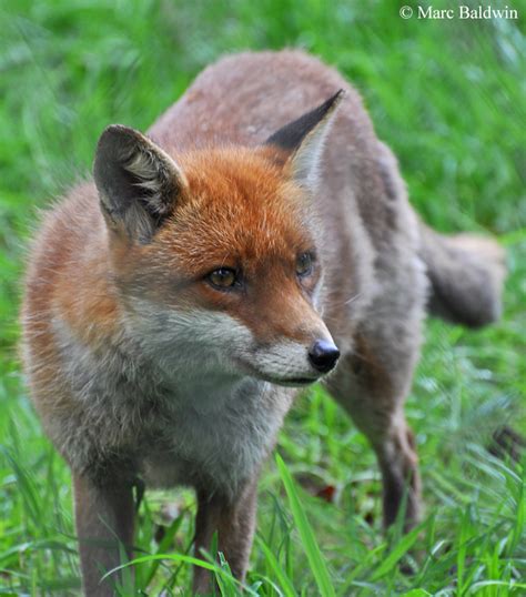 Red Fox Territory And Home Range Wildlife Online