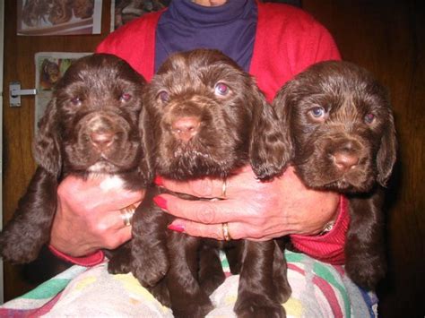 Call us and let us help make your spaniel dreams a reality! Pedigree Field Spaniel puppies for sale | St Neots ...
