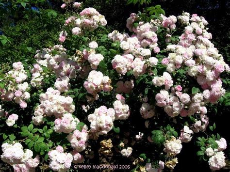Maybe you would like to learn more about one of these? PlantFiles Pictures: Found Rose, Hybrid Multiflora ...