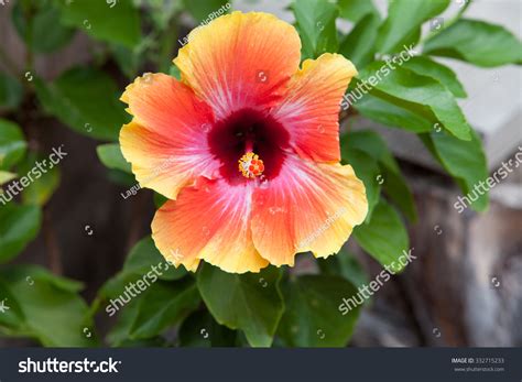 Tie Dye Hibiscus Flower Detailed Stamen Stock Photo 332715233