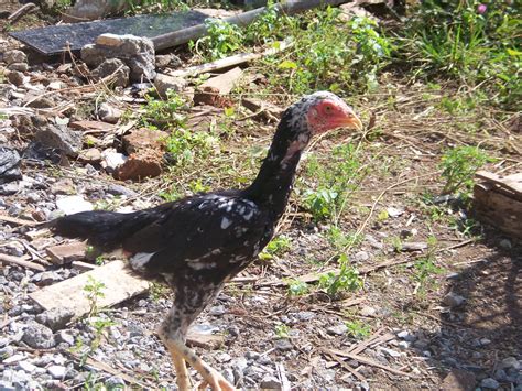 Paruh berparit menjadi tanda paruh ayam kuat. Pitek Online: Di Jual Ayam bangkok