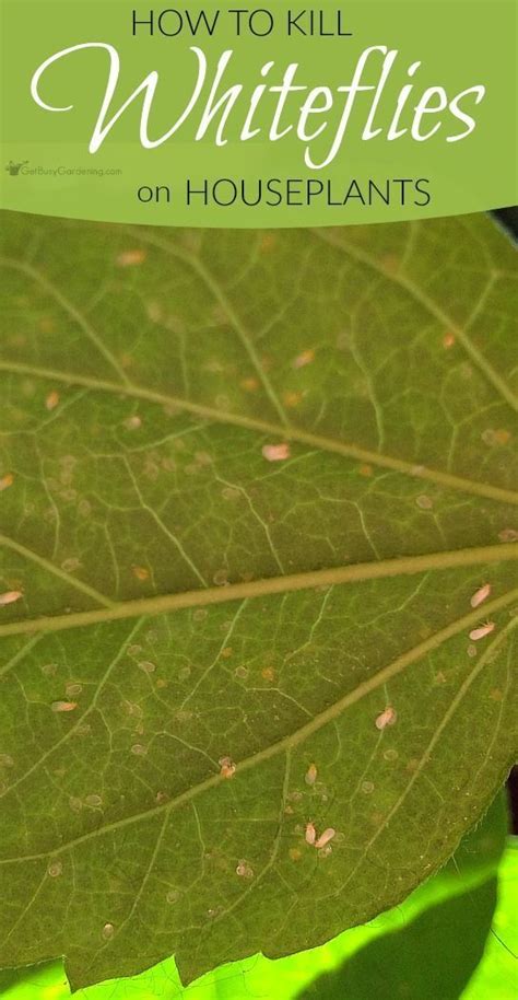 How To Get Rid Of Whiteflies On Indoor Plants For Good White Flies