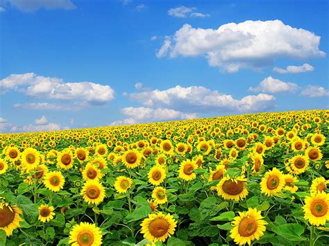 Sunflower Field Sunflowers Field Sky Clouds Nature Summer Hd