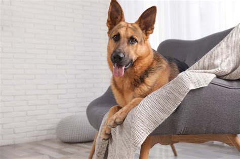12 Best Dog Beds For German Shepherds The Comfiest Picks