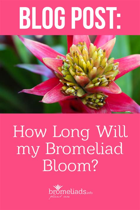 Real long stem roses are carefully preserved, and artistically arranged, then roses preserved by and covered in gold can last an eternity. How long will my #bromeliad bloom? | Bromeliads, Plants, Bloom