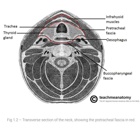 Fascial Layers Of The Neck And Carotid Sheath Imedscholar