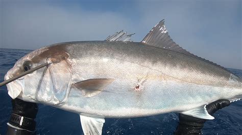 The Amberjack Seriole Medregal Born To Hunt Youtube
