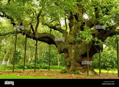 Mighty Oak Tree Major Oak Tree Robin Hoods Principle Hideout Stock