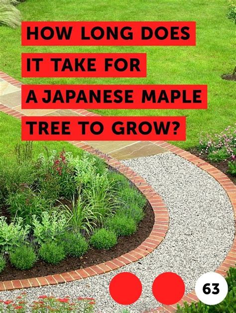 Check spelling or type a new query. Learn How Long Does it Take for a Japanese Maple Tree to ...