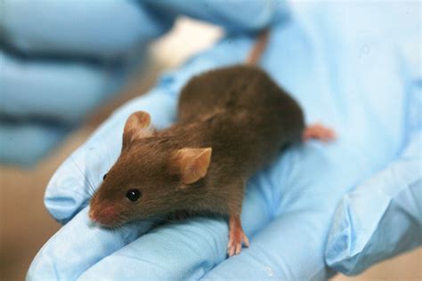 Skin Stem Cell Competition May Hold The Key To Youthful Skin In Mice