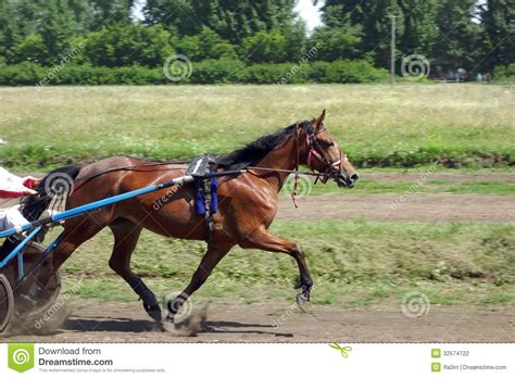 Race Trotter Stock Photo Image Of Summer Mammal Trotters 32574722