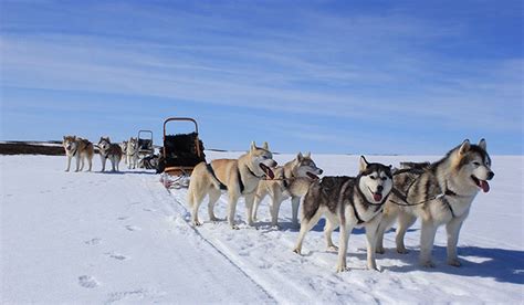 Siberian Husky Tour Dog Sledding In The Myvatn Area