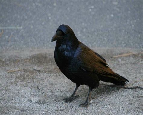 what is a group of ravens called and 16 remarkable facts