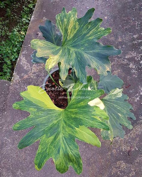 Hope philodendrons are a hardy species but caring for them can be due for some problems. philodendron selloum hybrid #2 syn. philodendron se2 ...