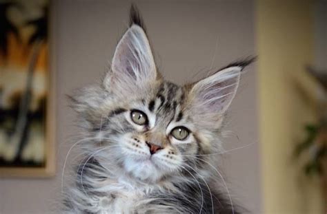 Most people are attracted to the maine coon breed for its large size. Where to Find Maine Coon Kittens for Sale? - Maine Coon Guide
