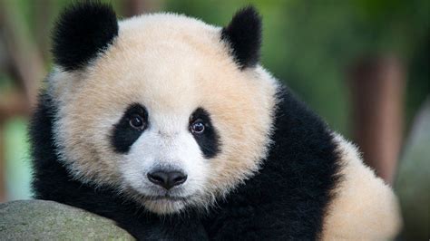 Giant Pandas Can Tell A Mate From Their Calls Bbc News