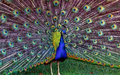 Peacock Wallpapers Backgrounds Peacocks Feathers Colors Purple