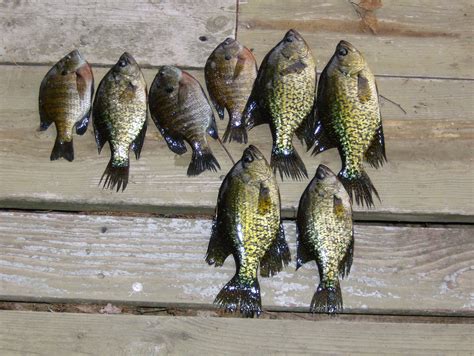 Crappies Crappie Fishing Crappie Fish