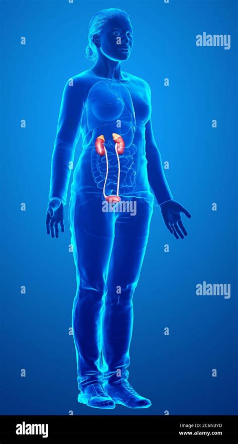 3d Rendered Medically Accurate Illustration Of Female Kidneys Stock