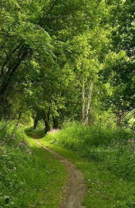 Trendy Nature Forest Green Paths Ideas Landscape Beautiful Nature