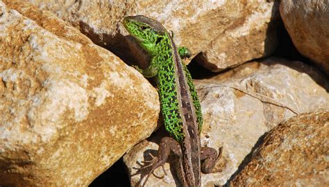 Maybe you would like to learn more about one of these? Zauneidechse im Garten