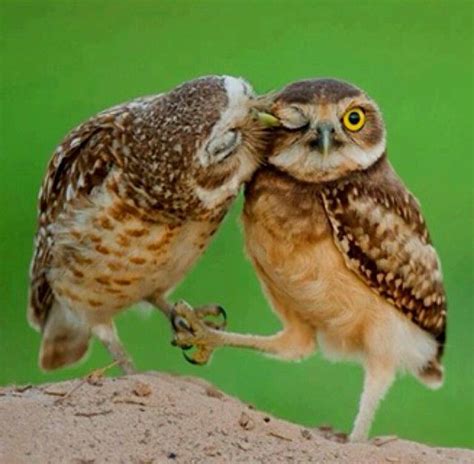 An Owl Couple Cute Animals Kissing Animals Kissing Owl