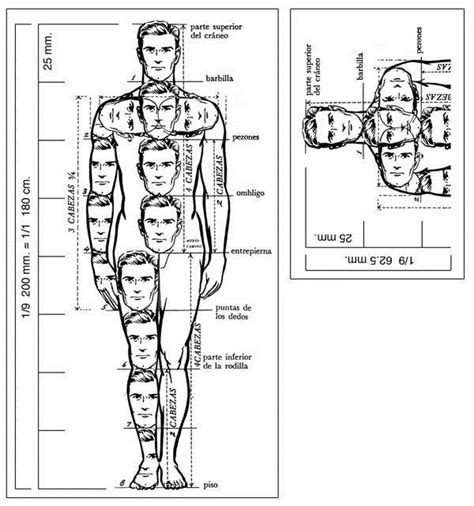 Proporcion De Figura Humana Proporciones Del Cuerpo Humano Cuerpo