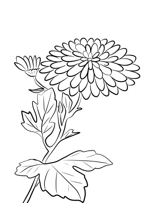 Chrysanthemum Coloring Pages - Best Coloring Pages For Kids