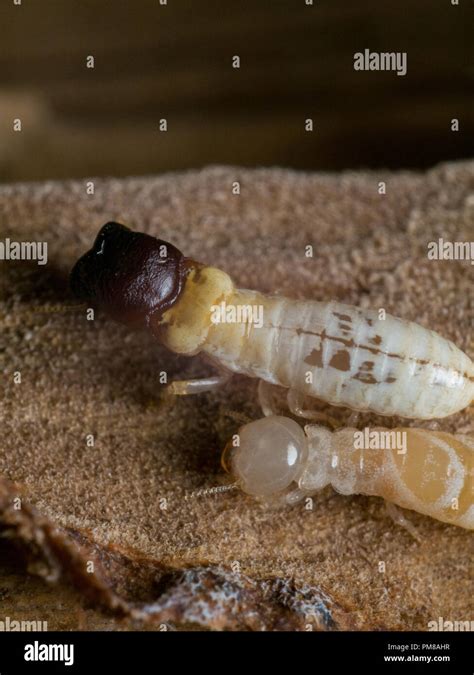 Cryptotermes Drywood Termite Soldier Stock Photo Alamy
