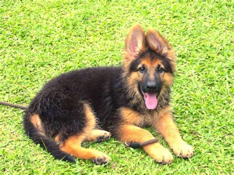 3 Month Old German Shepherd Puppy Pictures Dog Breed Information
