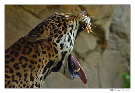 Jaguar Panthera Onca Pictorial Dinosaur Archives