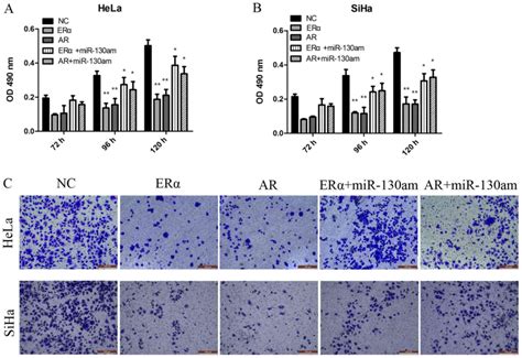 mir‑130a‑3p promotes cell proliferation and invasion by targeting estrogen receptor α and
