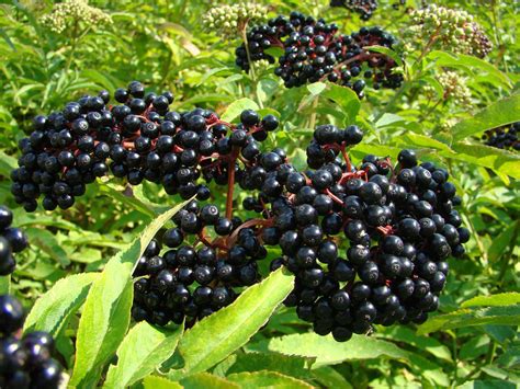 Top 7 Elderberry Varieties You Can Grow In Your Backyard Plant