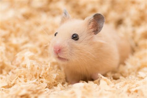Syrian Hamster Profile Facts Traits Size Color Cute Poop