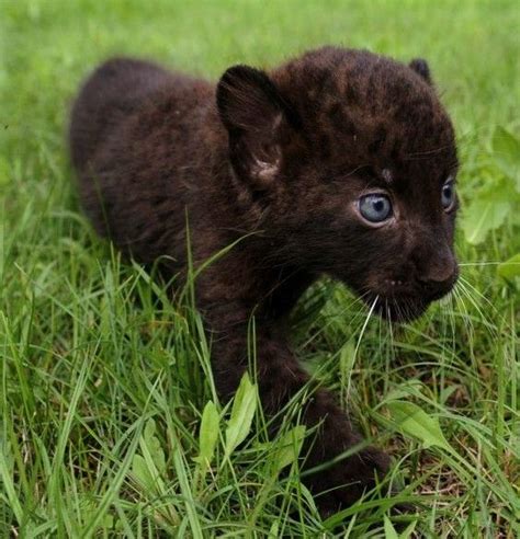 Black Panther Cubs Panthers Animal Cubs Dyr