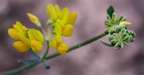 Coronilla Juncea Ecured