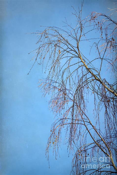 Dream Blue Photograph By Evelina Kremsdorf Fine Art America