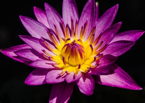 Purple Water Lily Wallpapers Wallpaper Cave