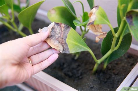 Non è sempre facile determinare cosa causa la caduta delle foglie dal cactus di natale, ma ci sono molte possibilità. 3 Modi per Salvare una Pianta Annaffiata Troppo