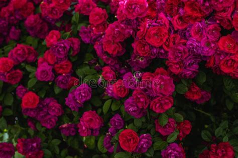 The Blooming Bushes Of Roses In The Garden Background Of Rose Bushes