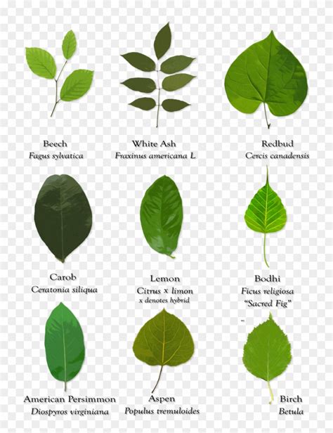 Pictures Of Tree Leaves And Their Names Pic Nation