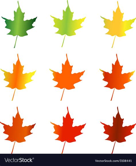 Leaves Changing Color Royalty Free Vector Image