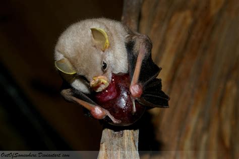 Cute Little Bat Eats Fig By Outofsomewhere On Deviantart